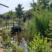 Blick in den Garten mit kleiner Brücke und Teich